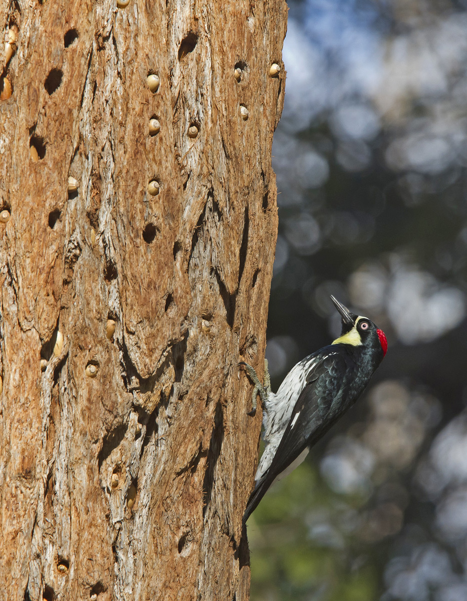 Acorn Woodpecker Again