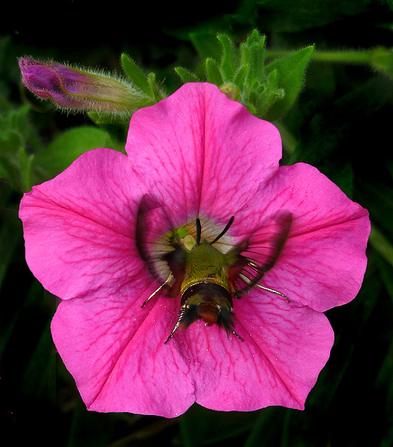 Hummingbird moth