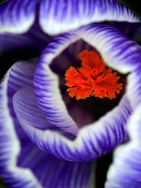 purple crocus