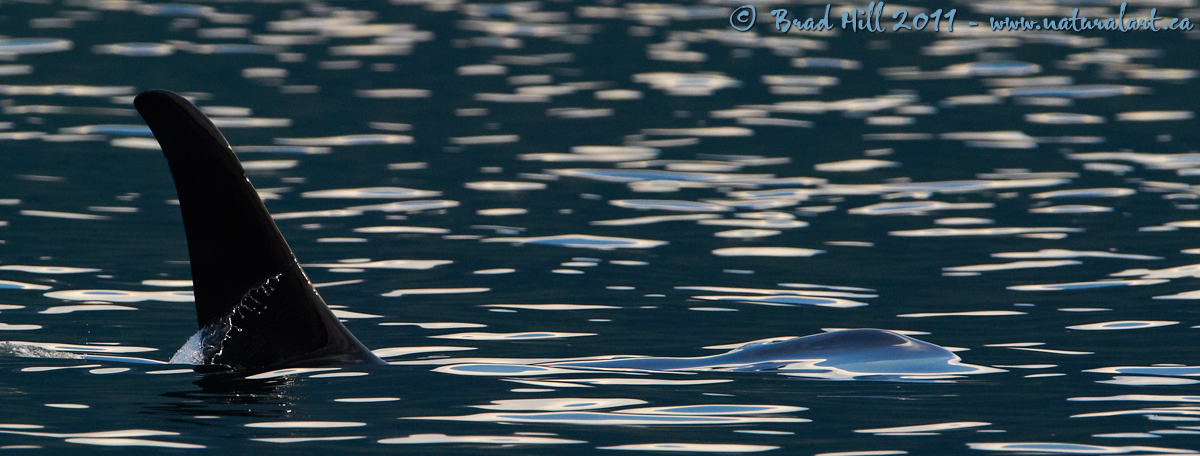 Fin. Water. Light.