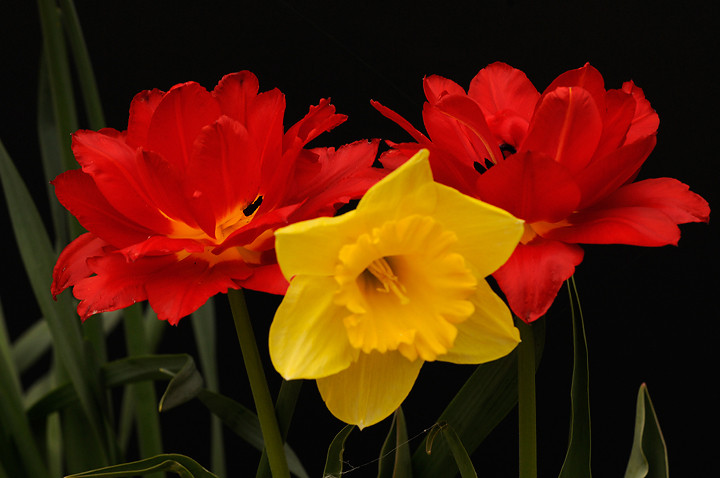Spring Flowers