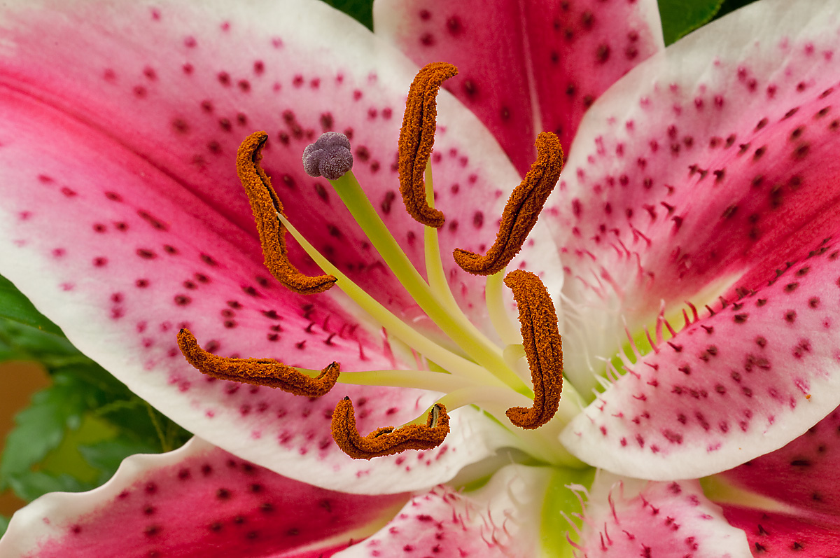 Stargazer Macro