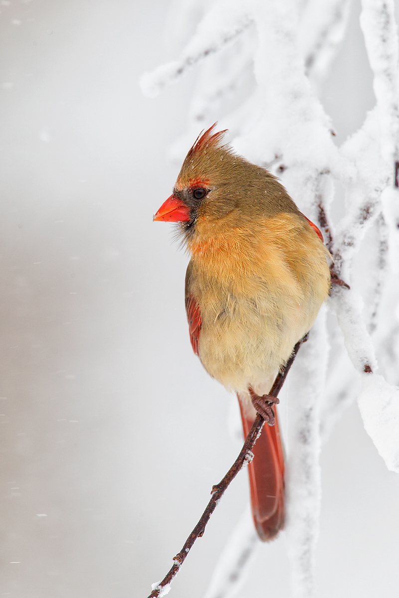 Female Cardinal