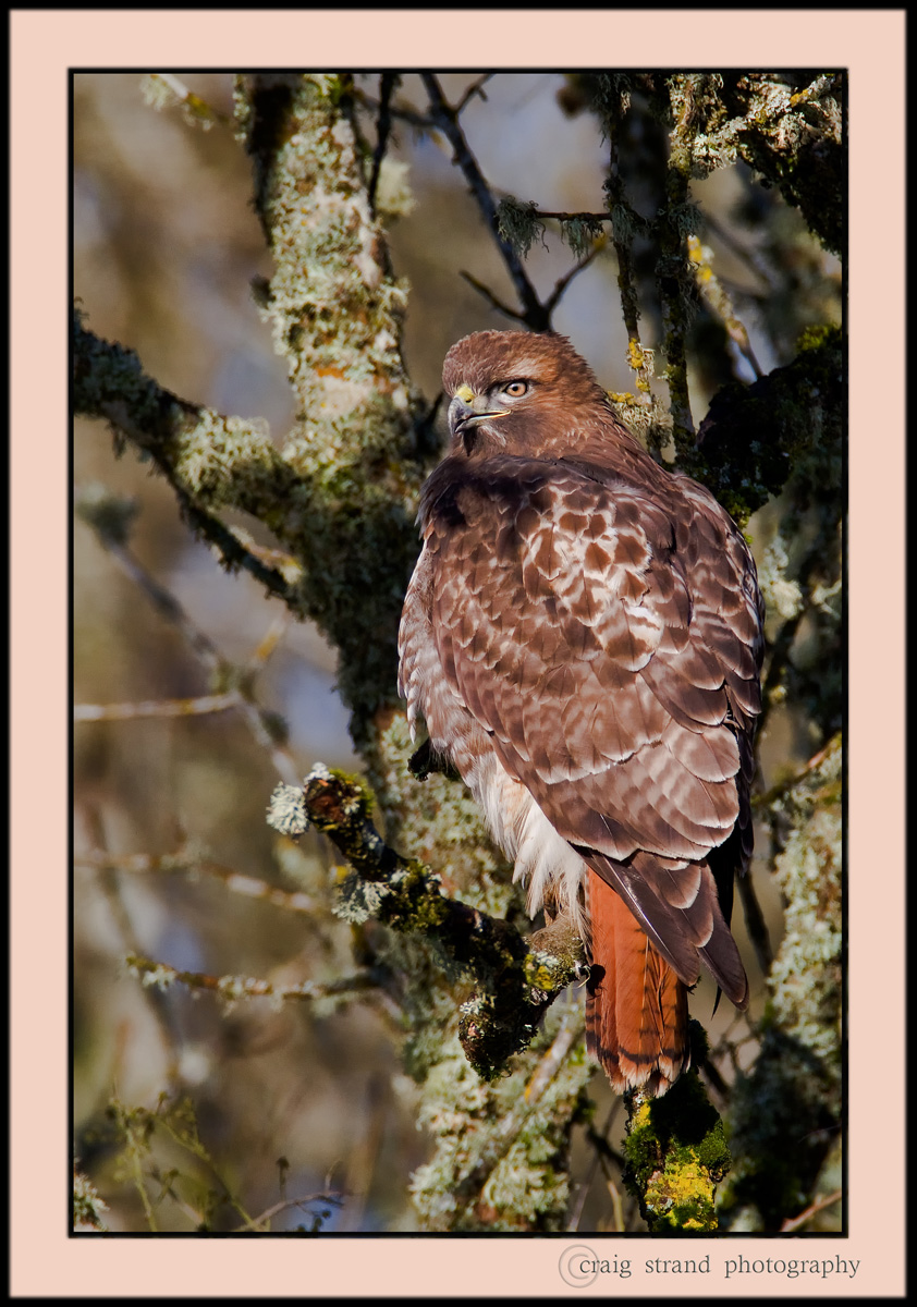 Red-tailed Hawk