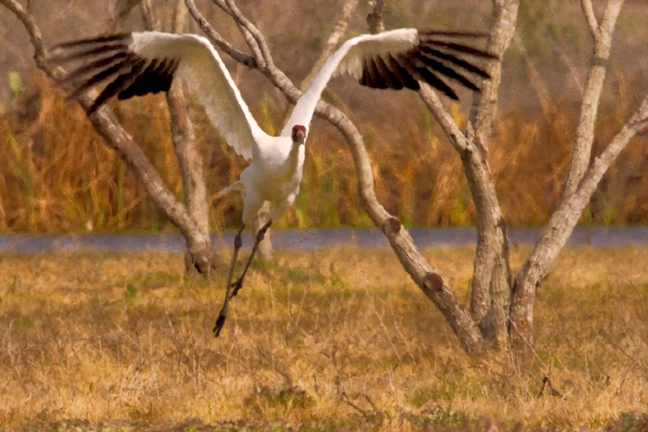 Whooper Takes Off