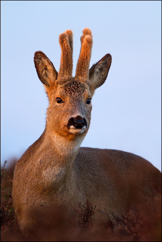 Roebuck portrait