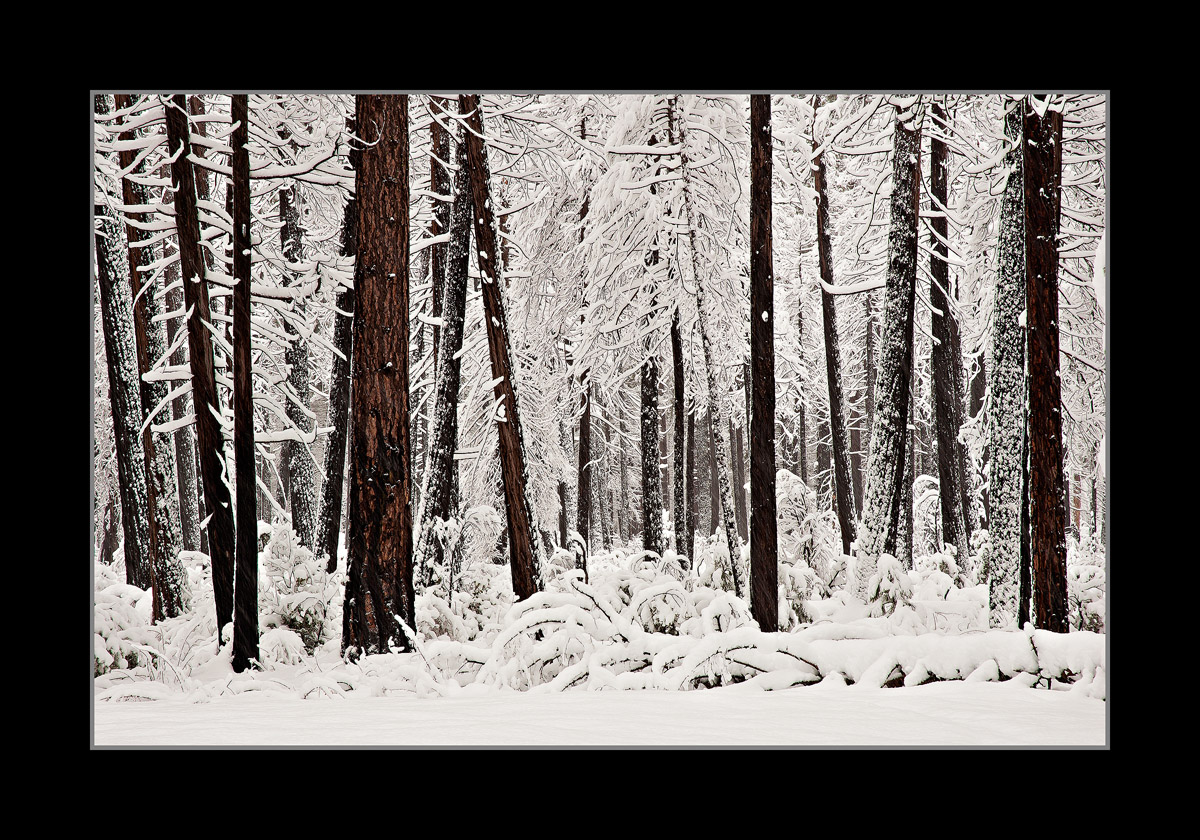 Winter Fresh II/ With Edit