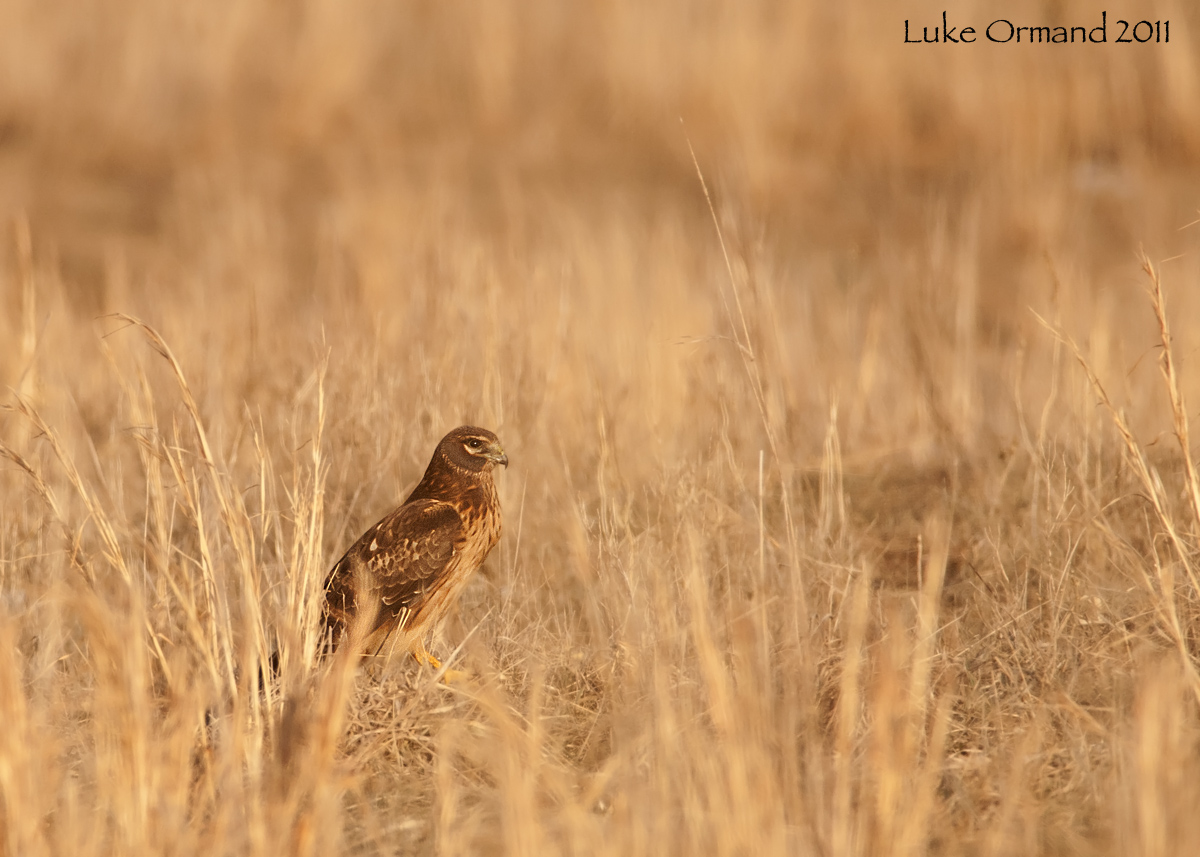 Northern Harrier