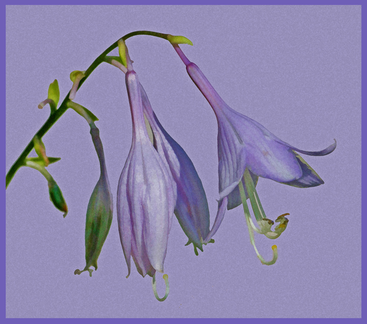 Purple Flowers