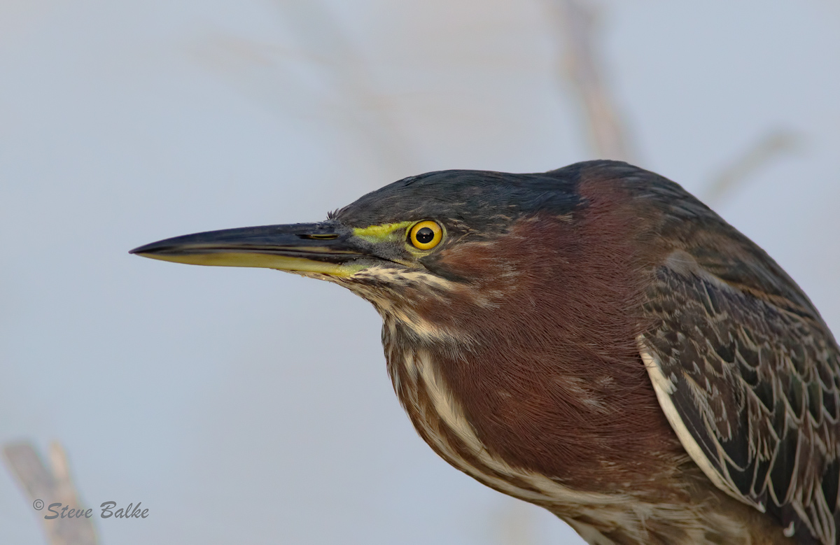 Green Heron+Repost