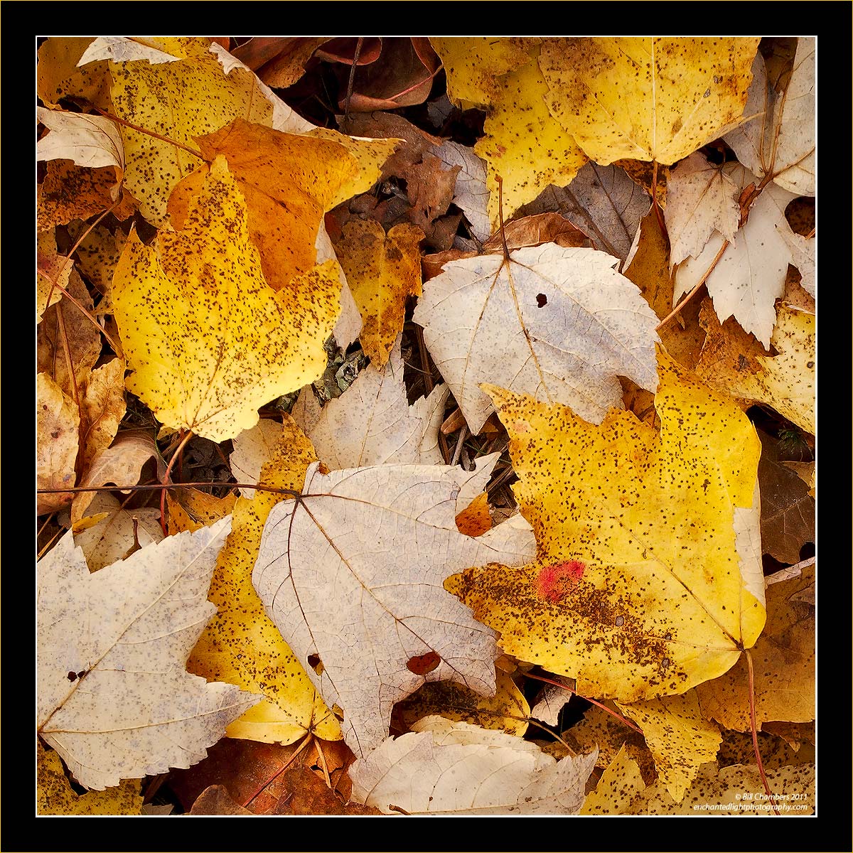 Leafscape 3