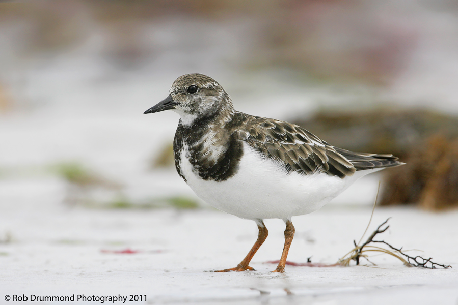 Ruddy Turnstone #2