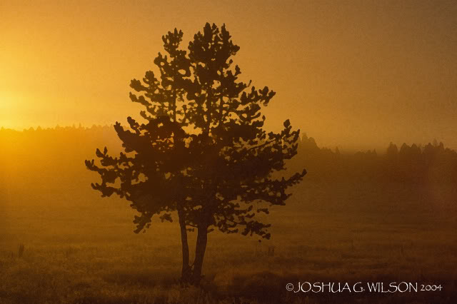 Gibbon Meadows lone pine