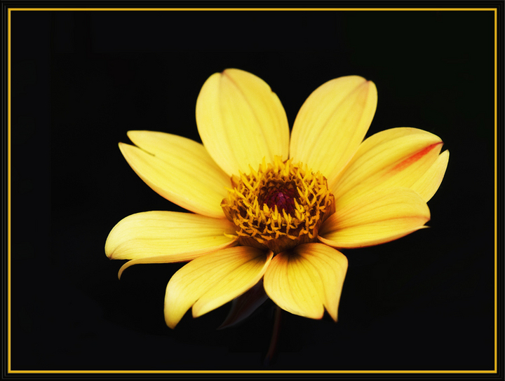 Mellow Yellow