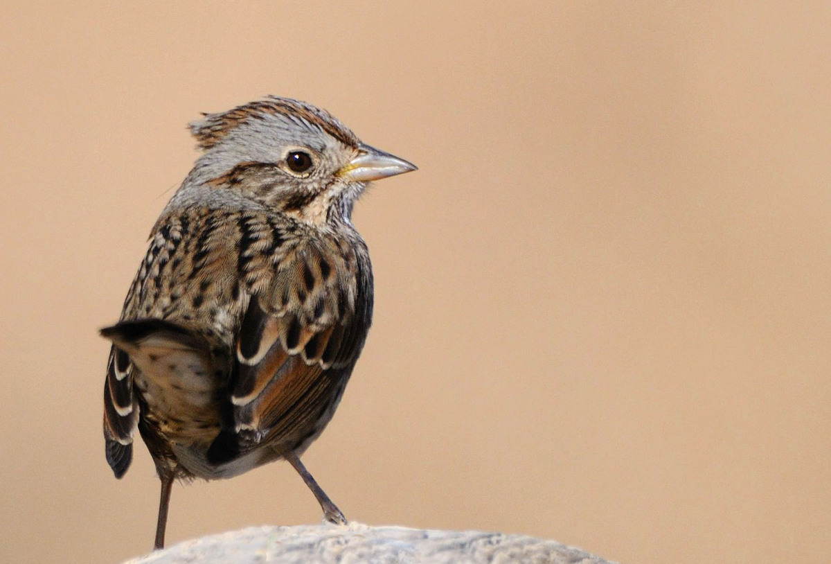 Sparrow ID??