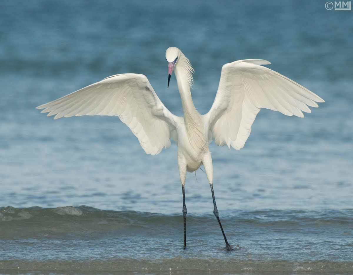 Reddish Egret WM