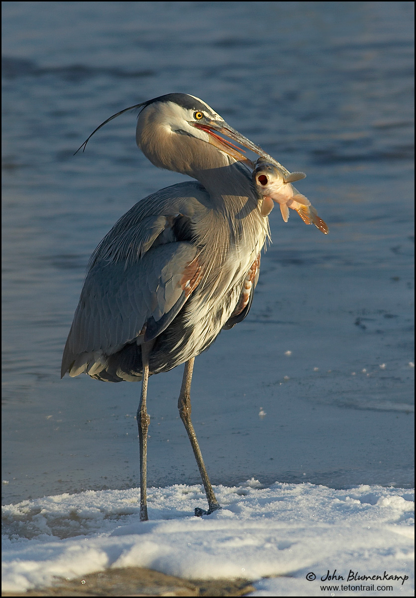 Heron