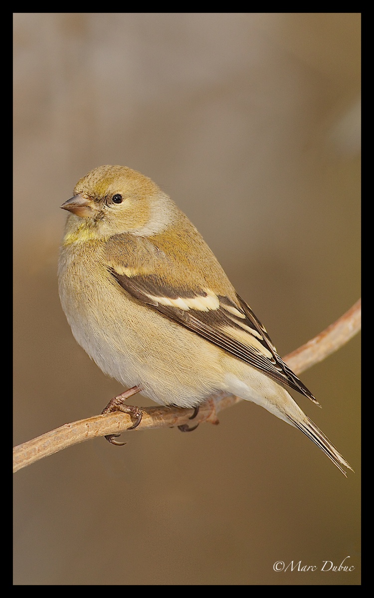 American Goldfinch