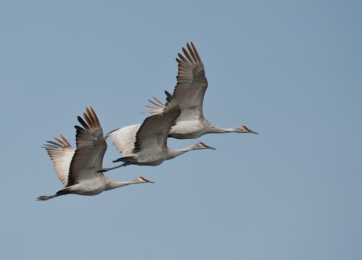 Sandhill Trio