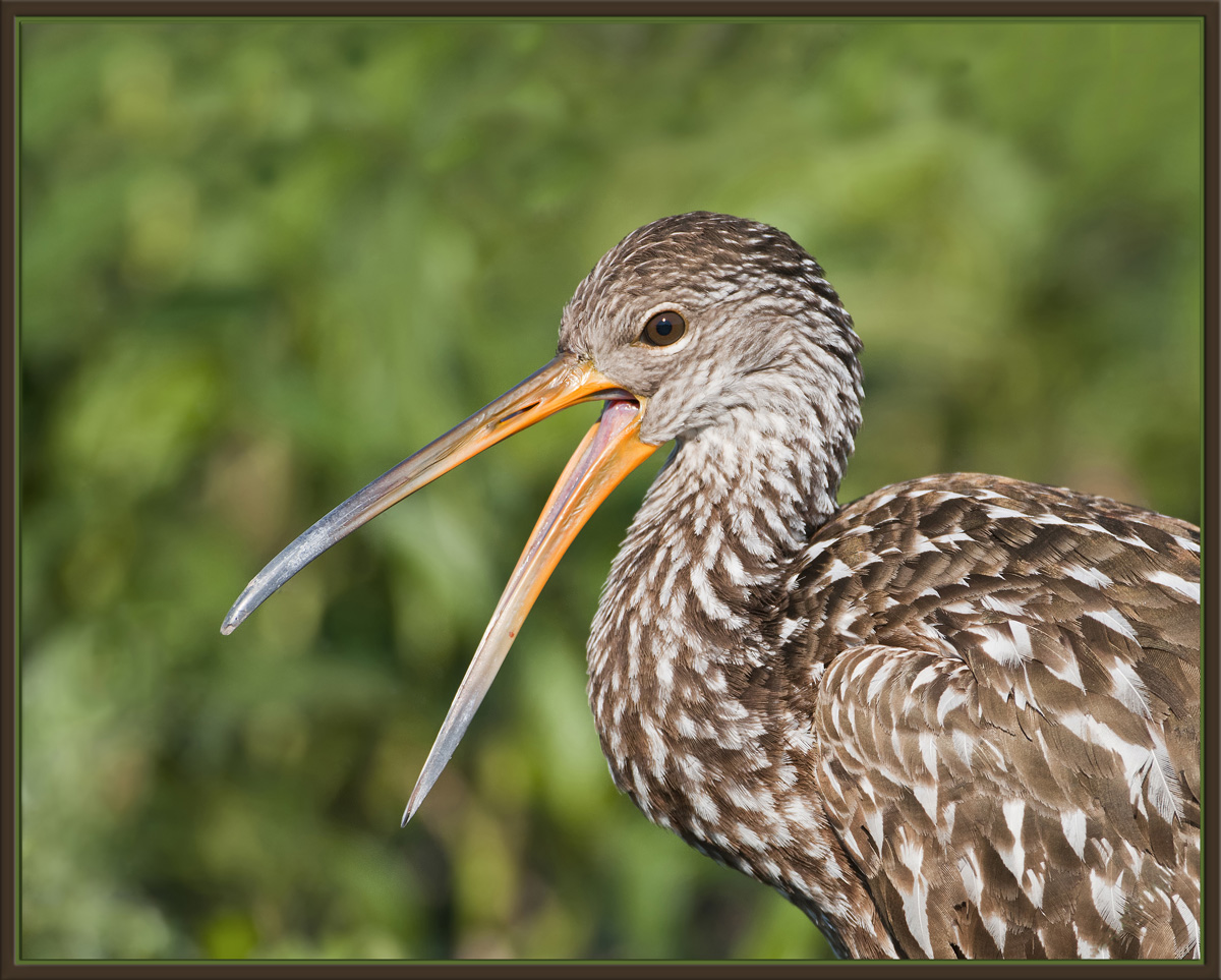 Unhappy Limpkin