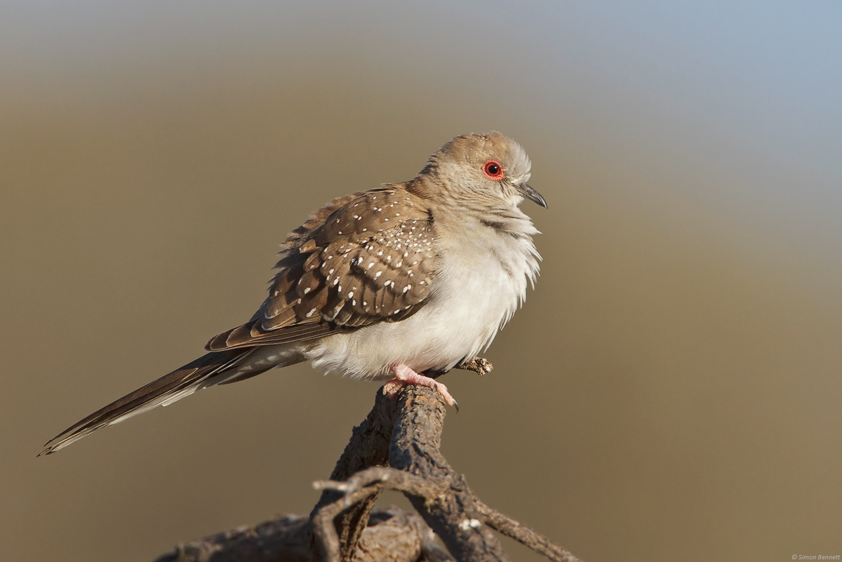 Diamond Dove