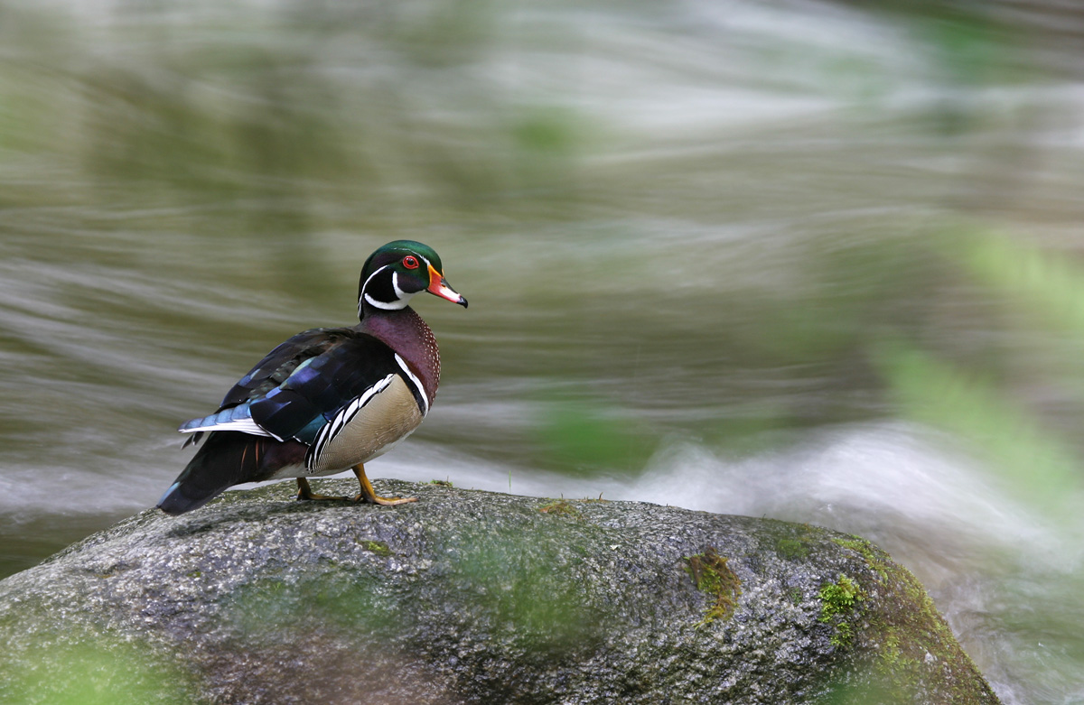 wood duck