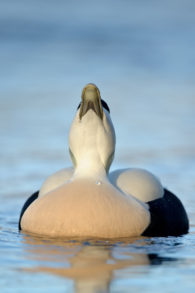 Eider