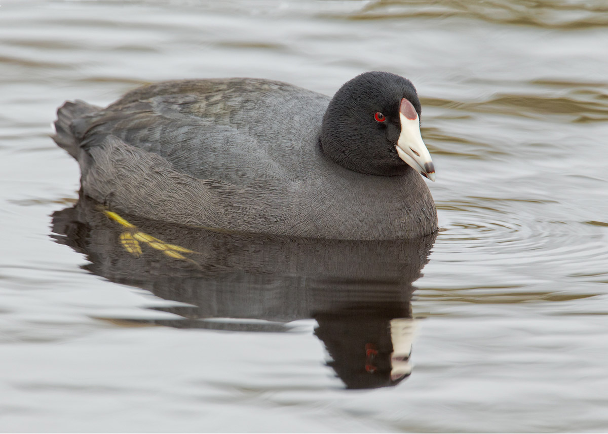 American Coot
