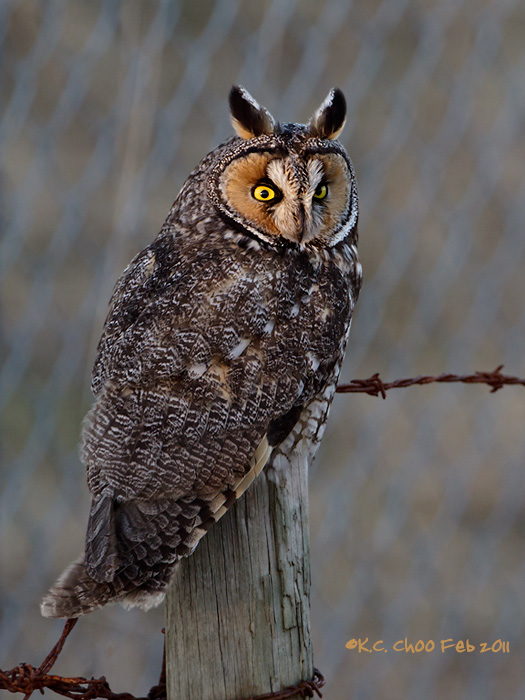 Long-eared Owl