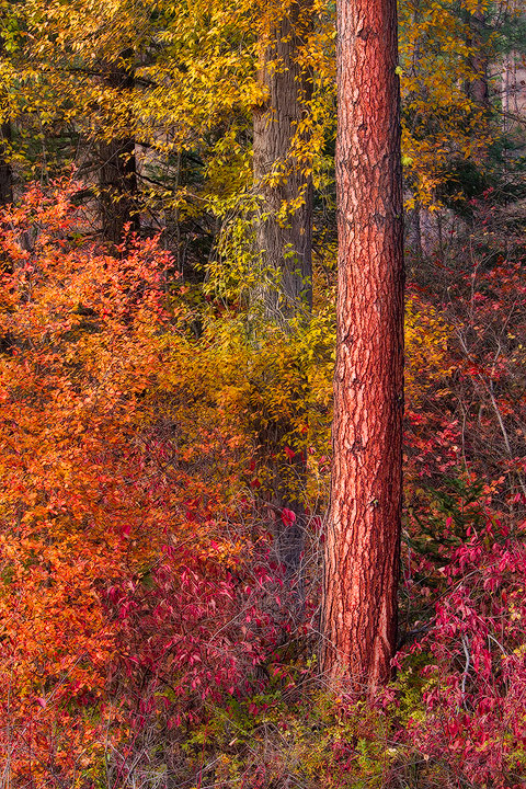 Surrounded by Color