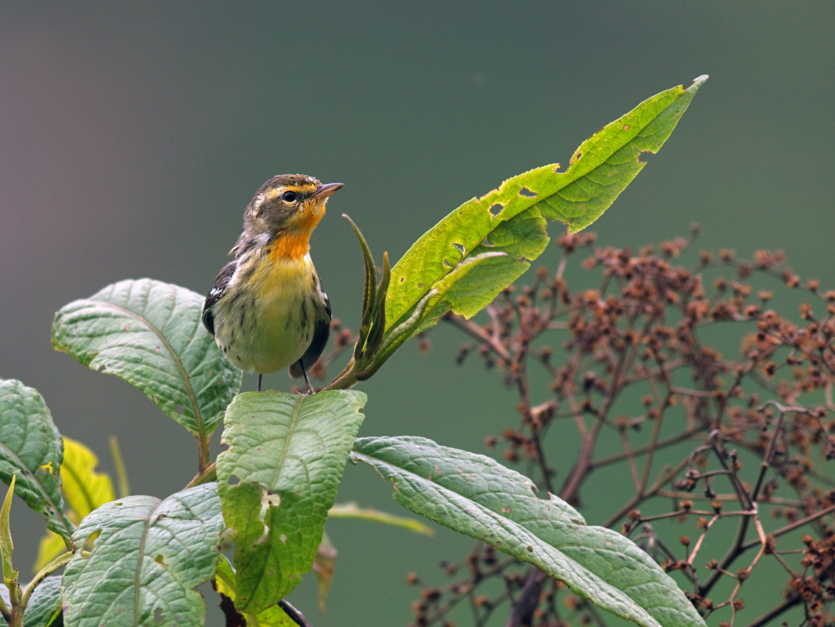 Blackburnian Warbler