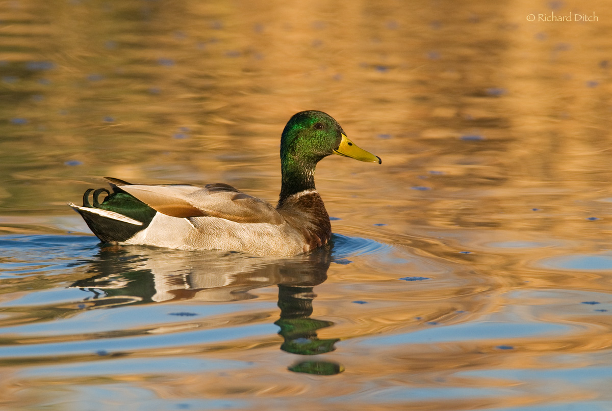 Mallard