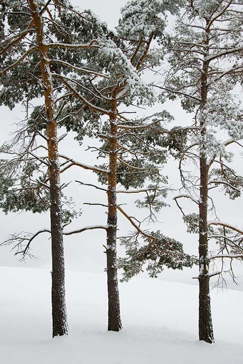 Trio of Pine