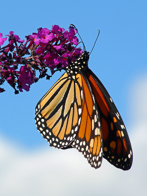 Hanging out Monarch