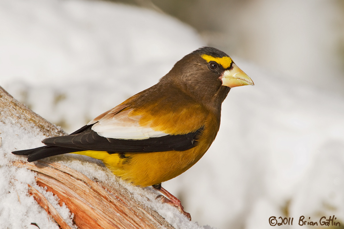 Evening Grosbeak