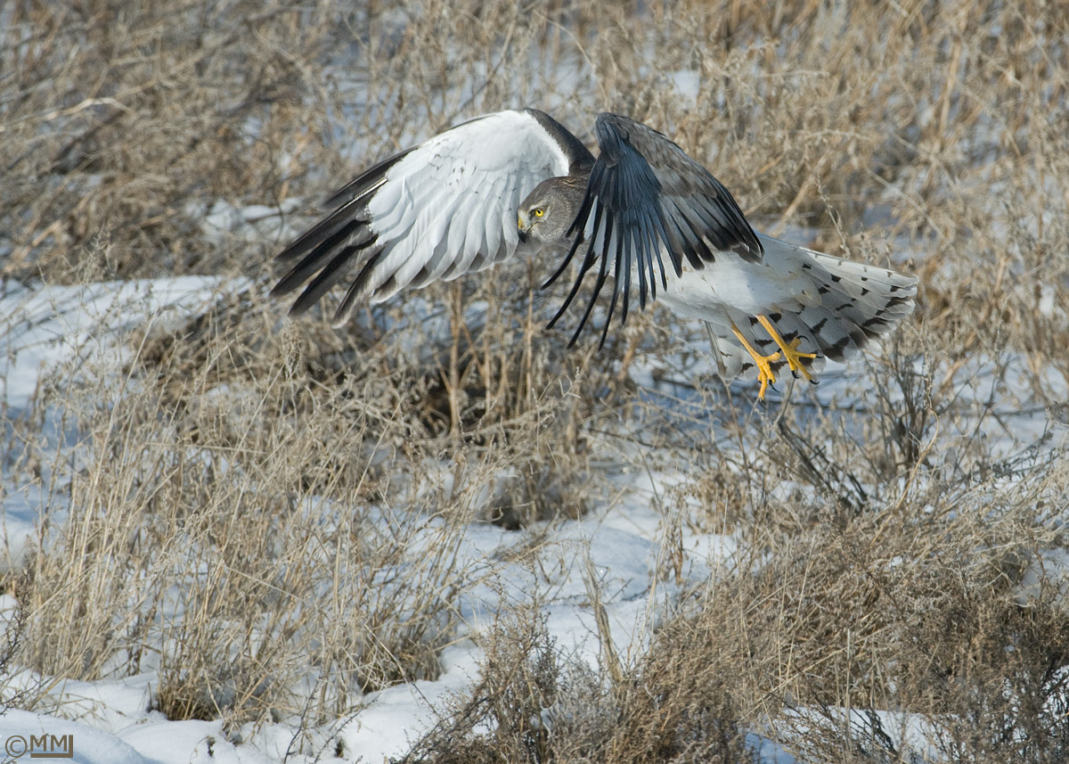 Northern Harrier male