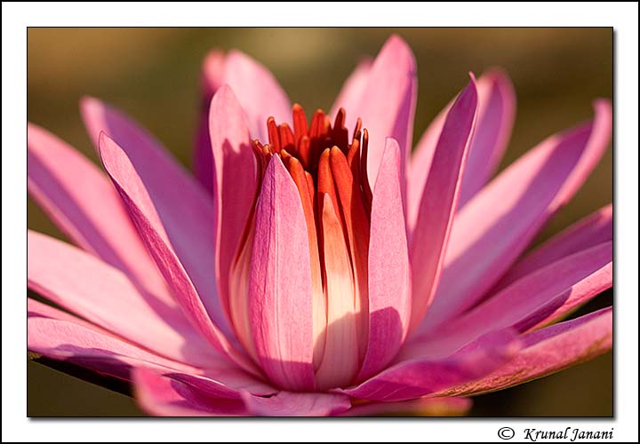 Water Lily 1