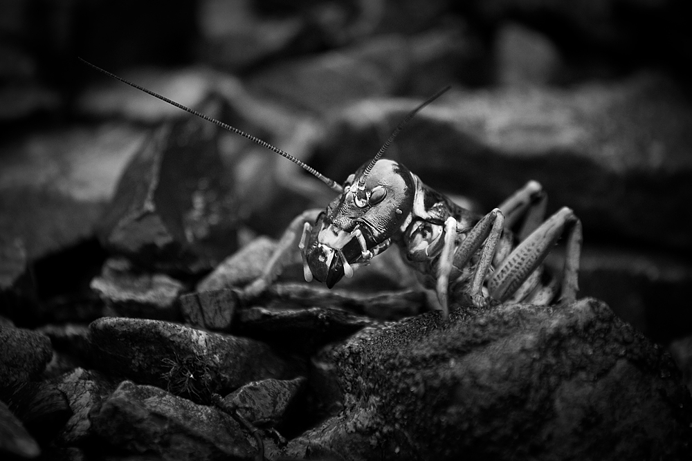 Underworld creatures 