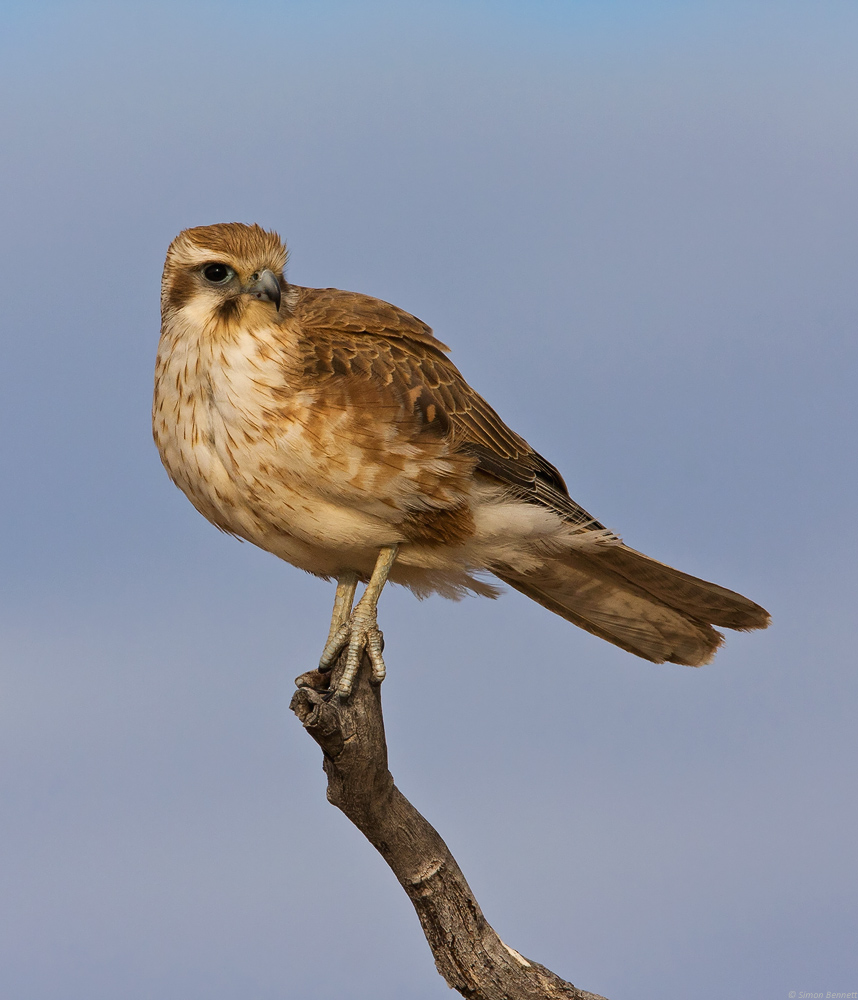 Brown Falcon