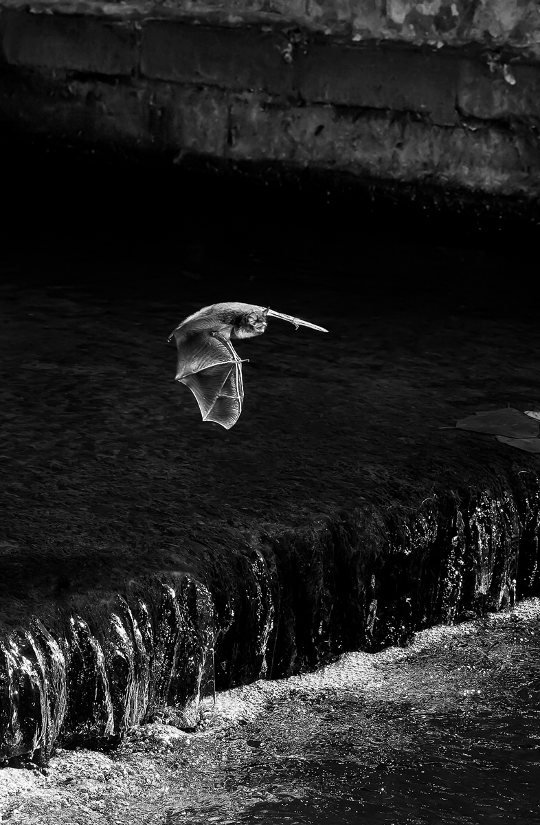 Water Bat in B/W