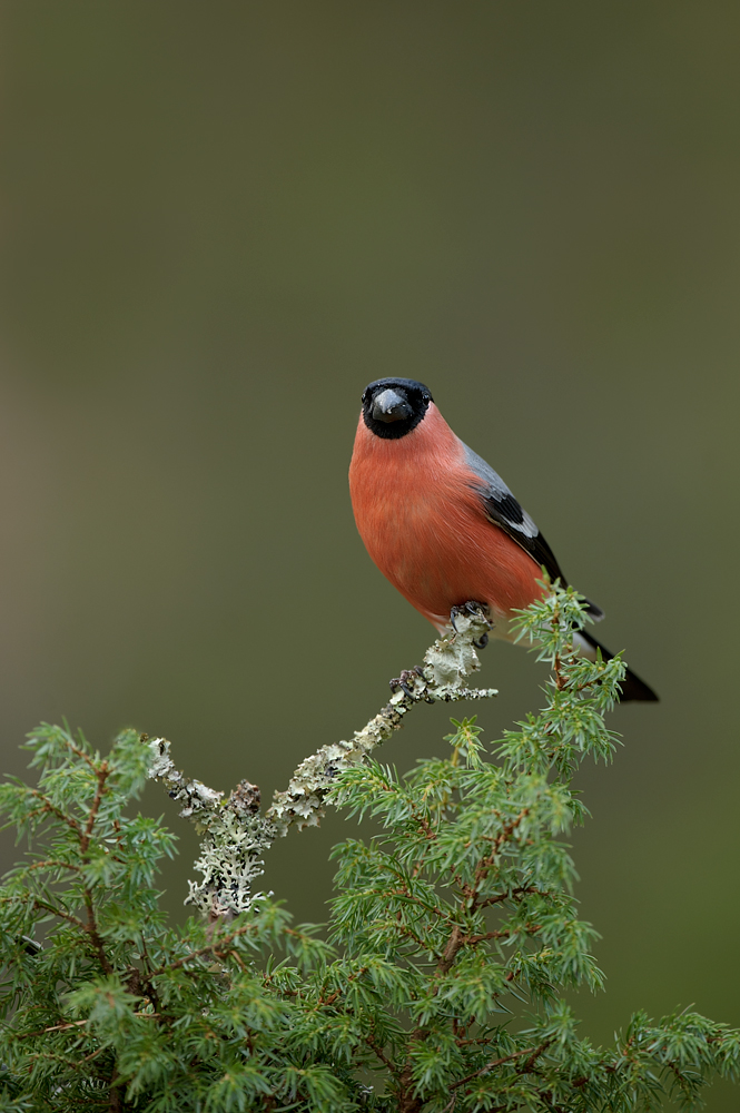 Male bullfinch