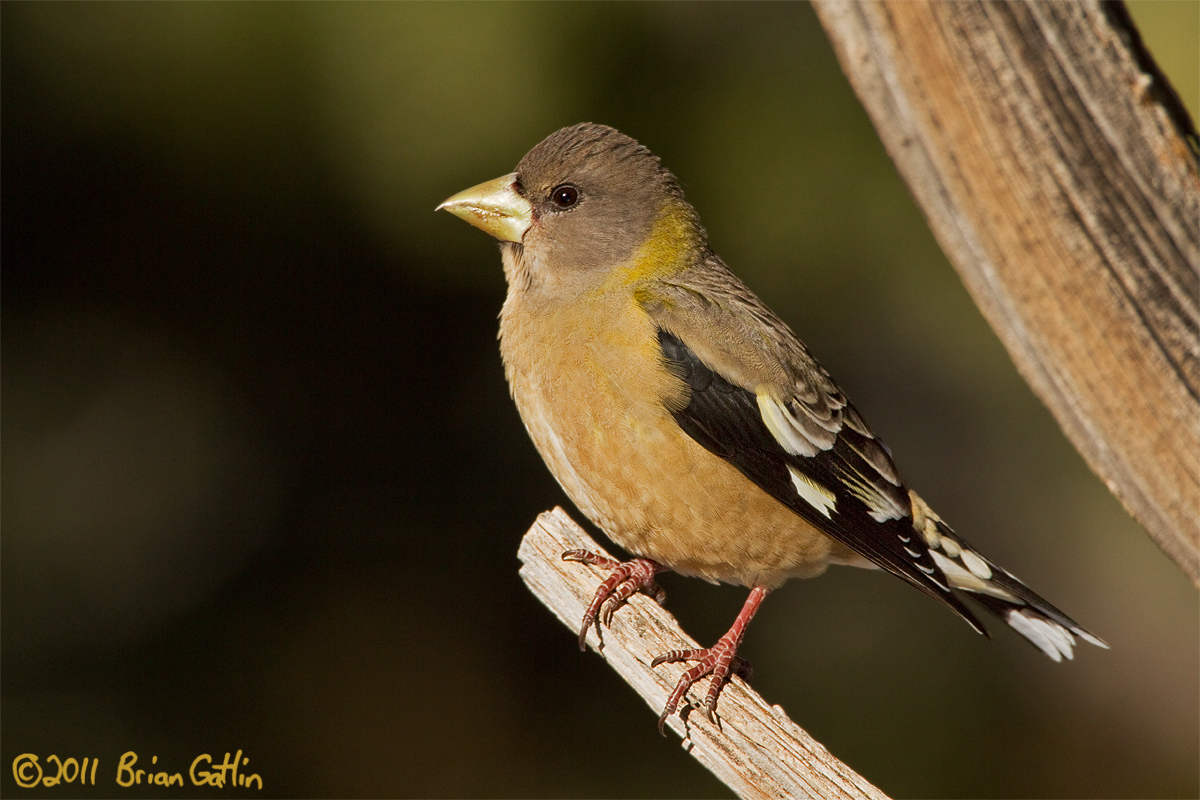 Female Evening Grosbeak