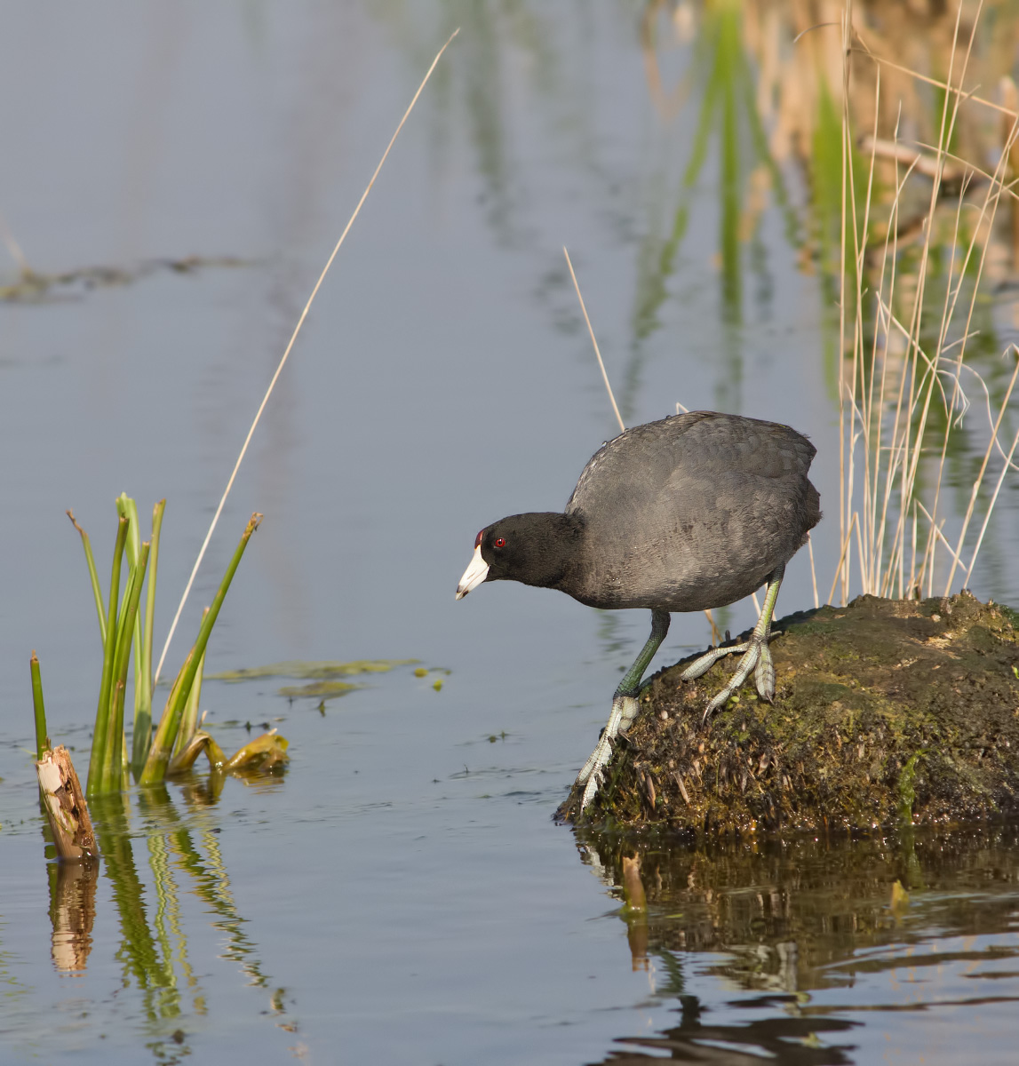 American Coot