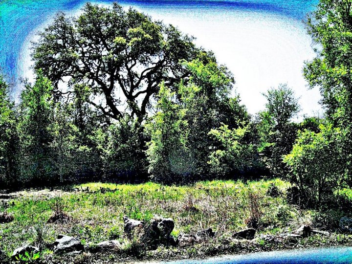 Bright Fields
