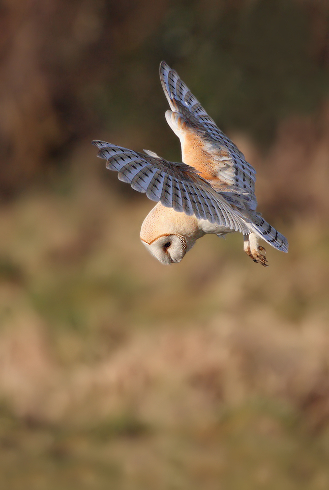 Barn Owl