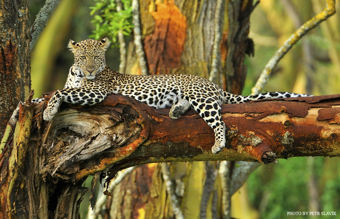 Leopard from Lake Nakuru