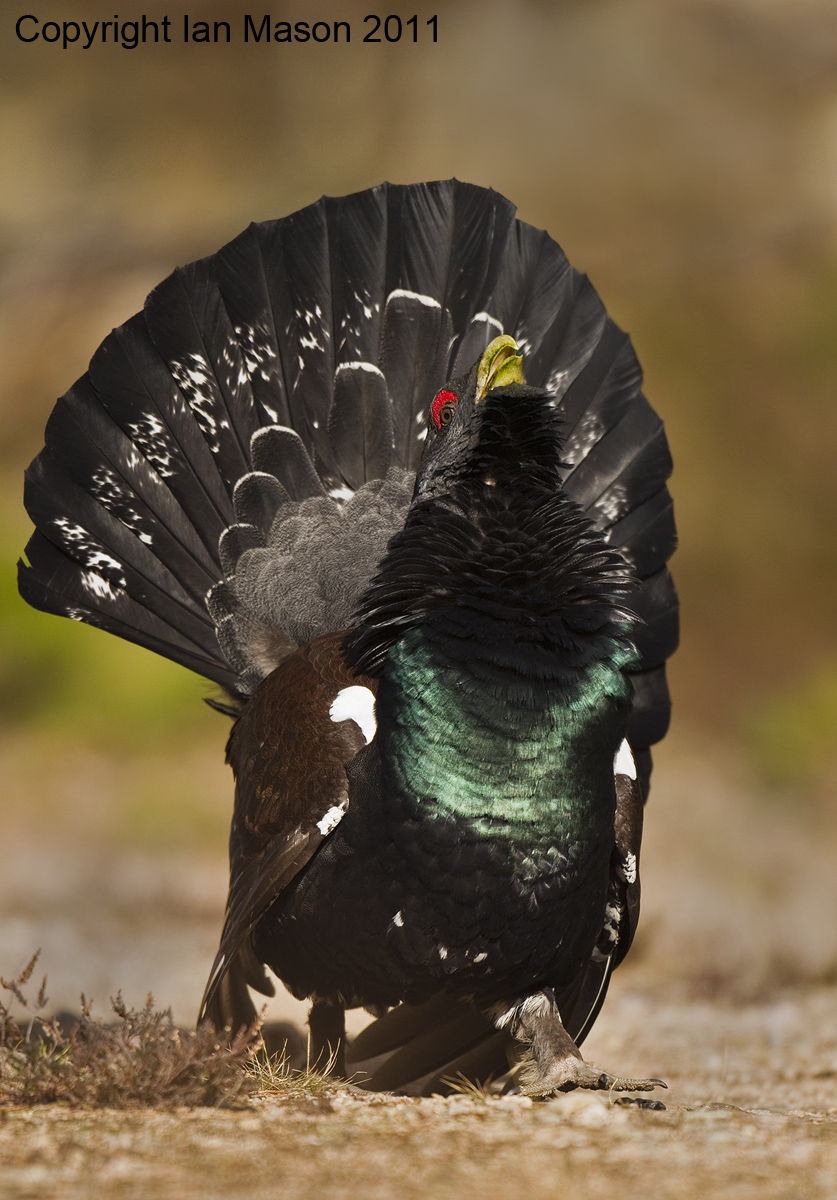 Capercaillie