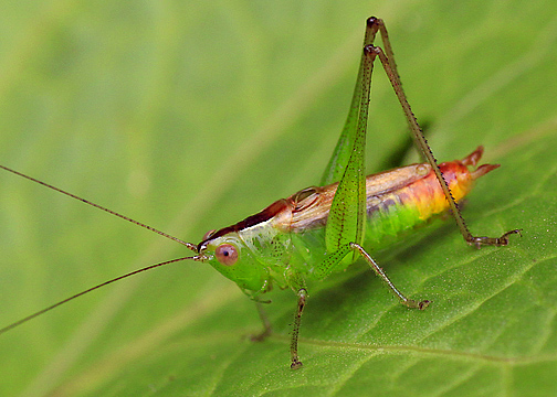 Katydid on leaf