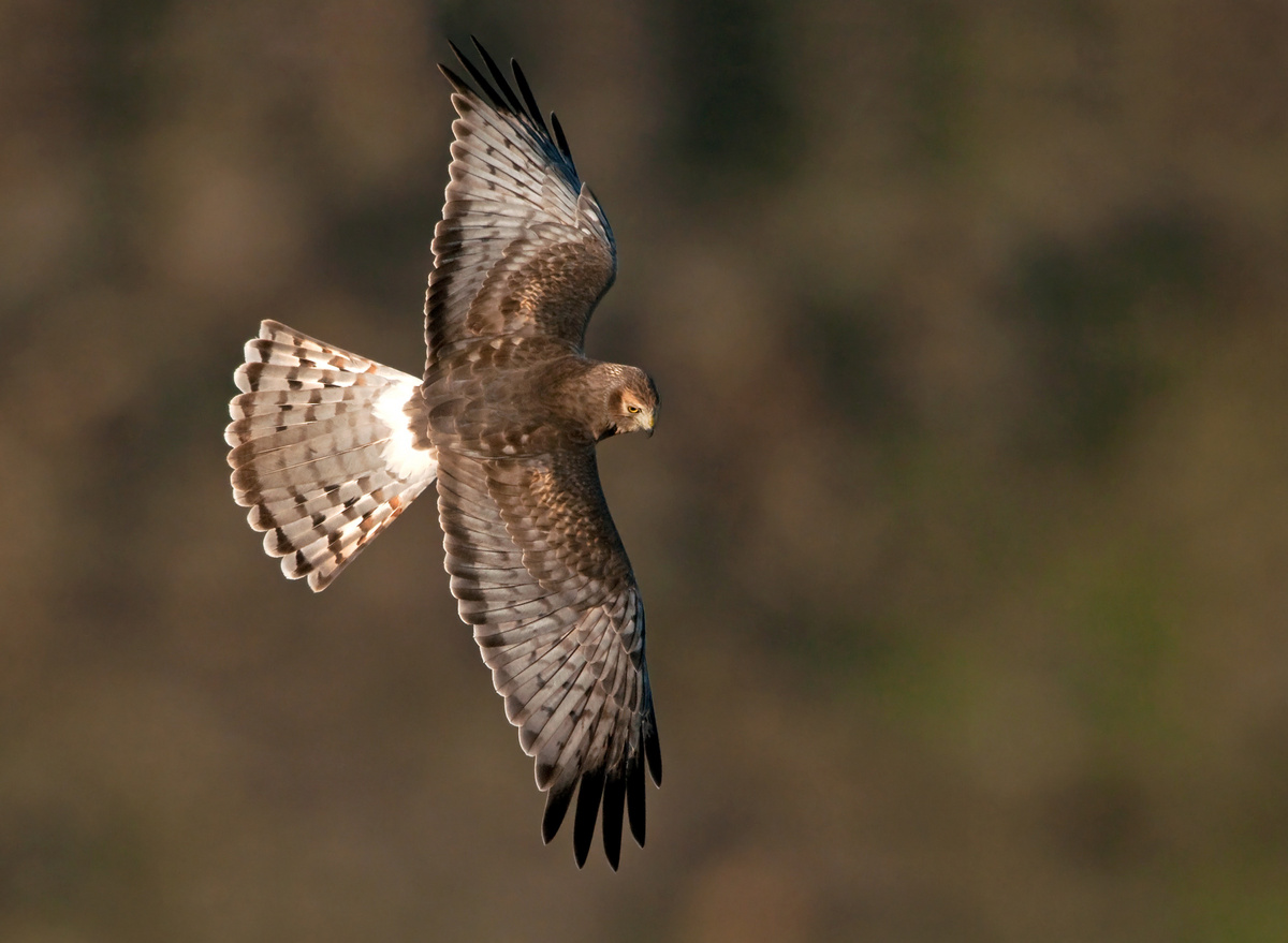 Harrier