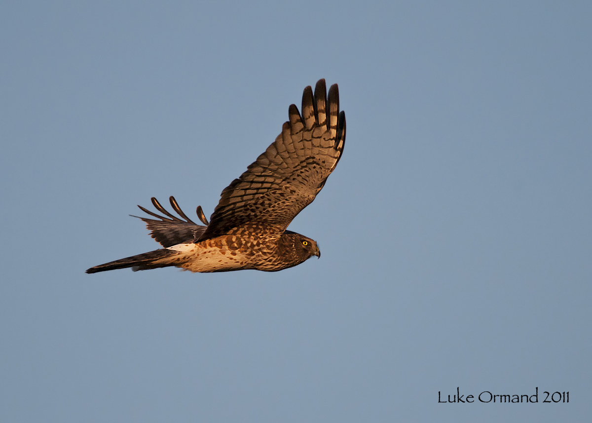 Northern Harrier